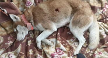 dog with wound in it side