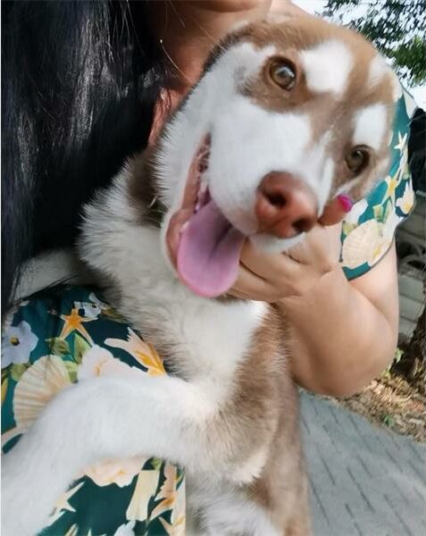 a white and brown husky