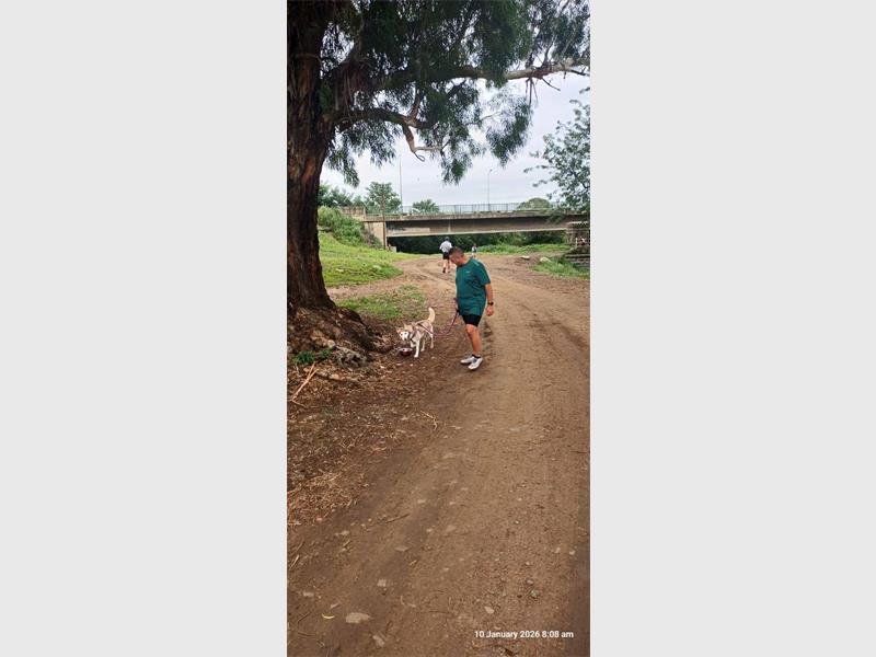 dog drinks water along a mud road