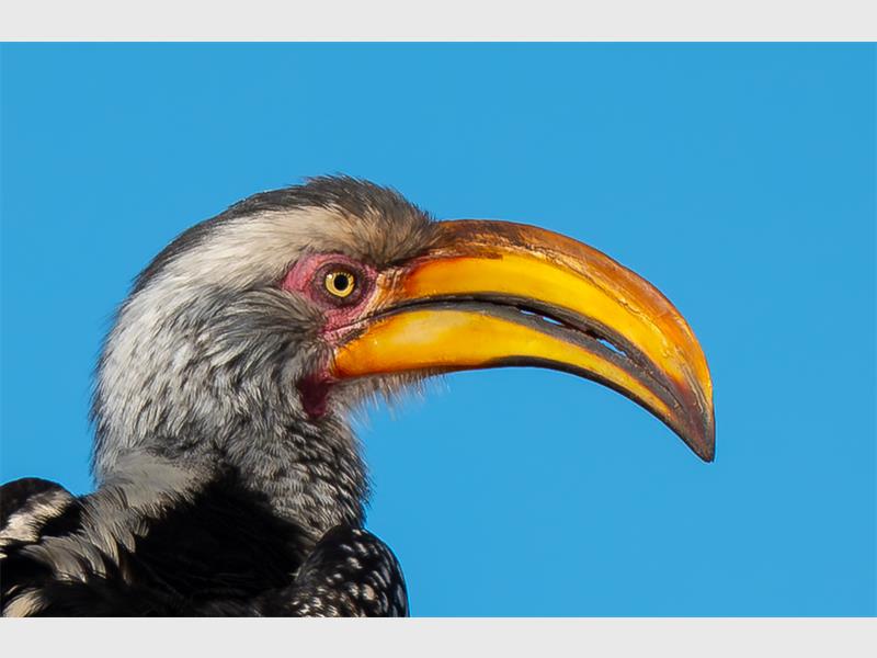 photo of a horn bill bird
