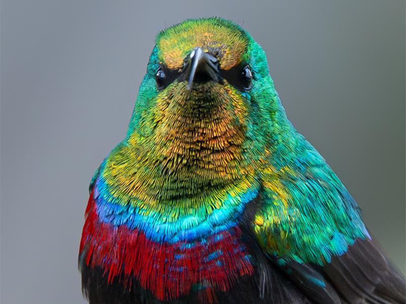 photo of a colourful hummingbird