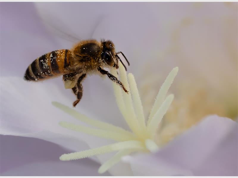photo of a bee on a flower