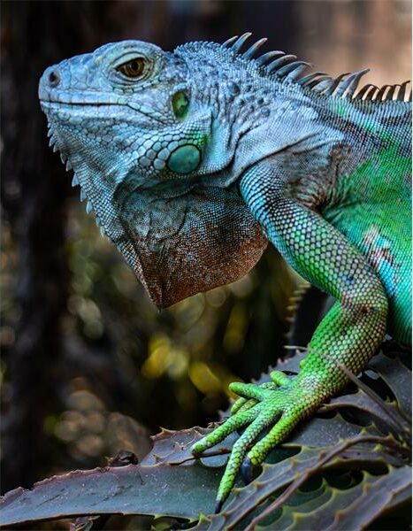 photo of a lizard