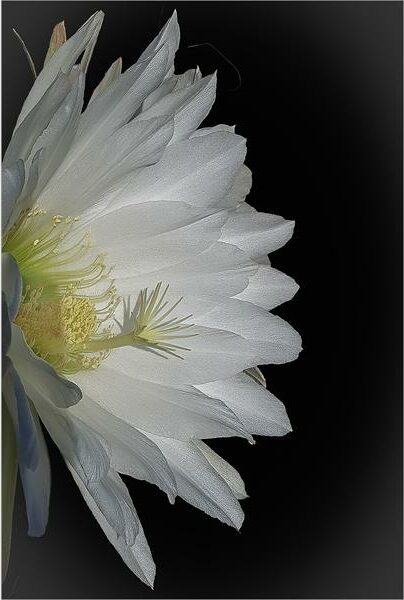 Photo of a white flower