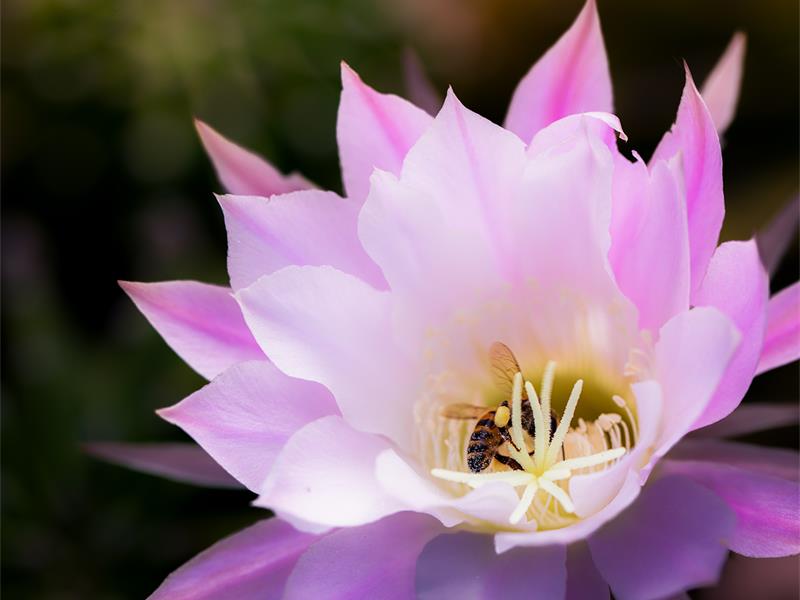 photo of a pink