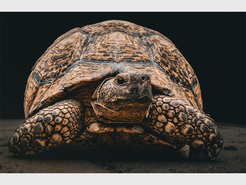 photo of a tortoise