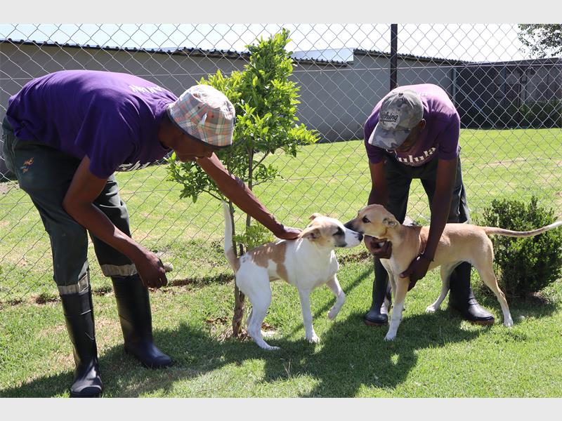 two people with dogs