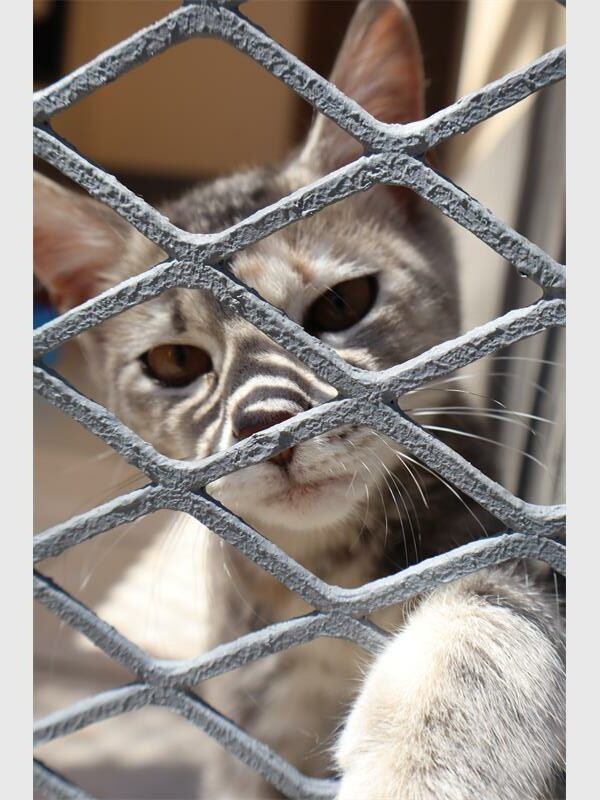 a cat behind a fence