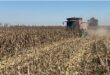 havesting a maize field