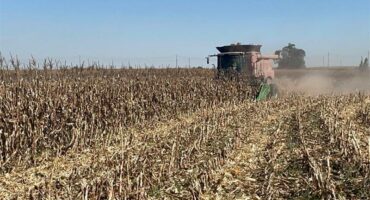 havesting a maize field