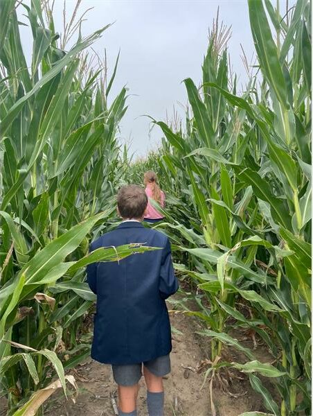 learners walk through a field of mielies