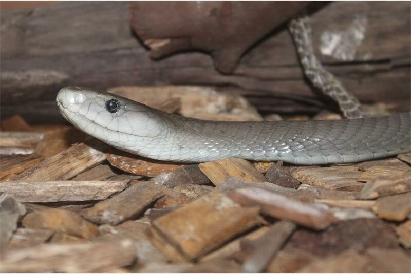 a black mamba snake
