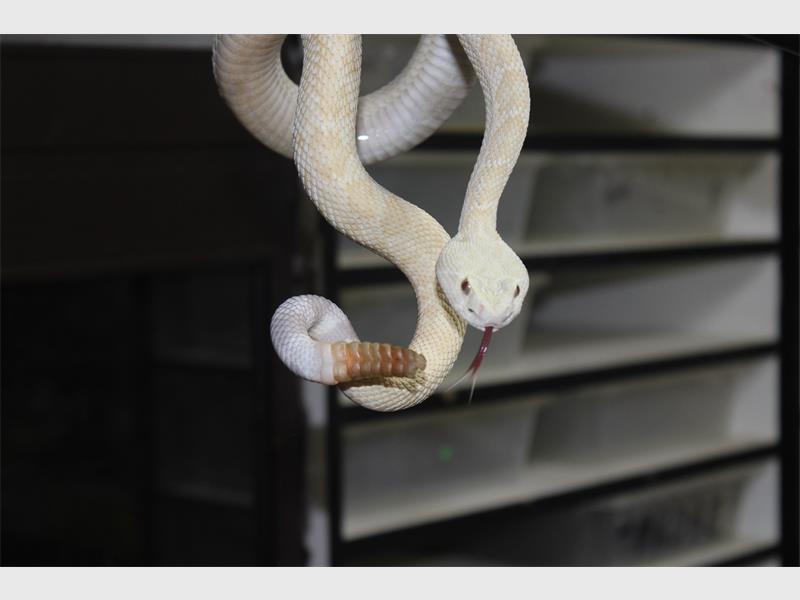 an albino snake