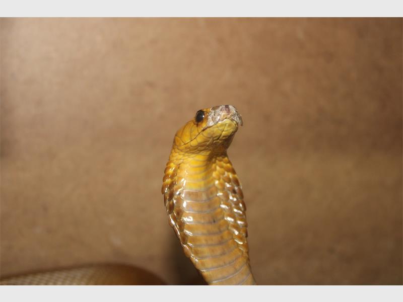 Close-up of a snake's head showing detailed scales and alert eyes.
