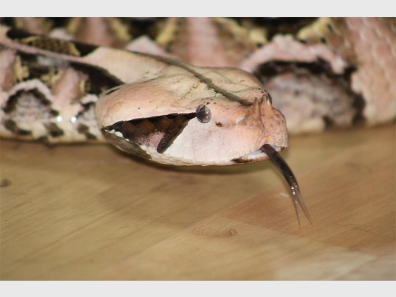 a pink coloured snake