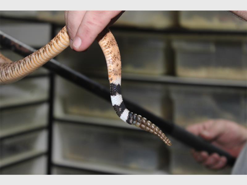 the rattle part of a rattlesnake