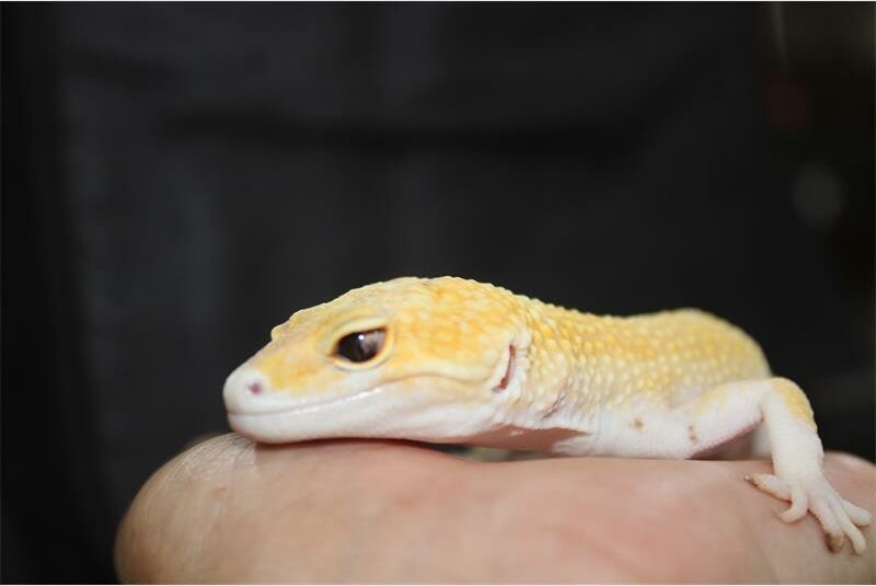 a yellow gecko on a man's hand