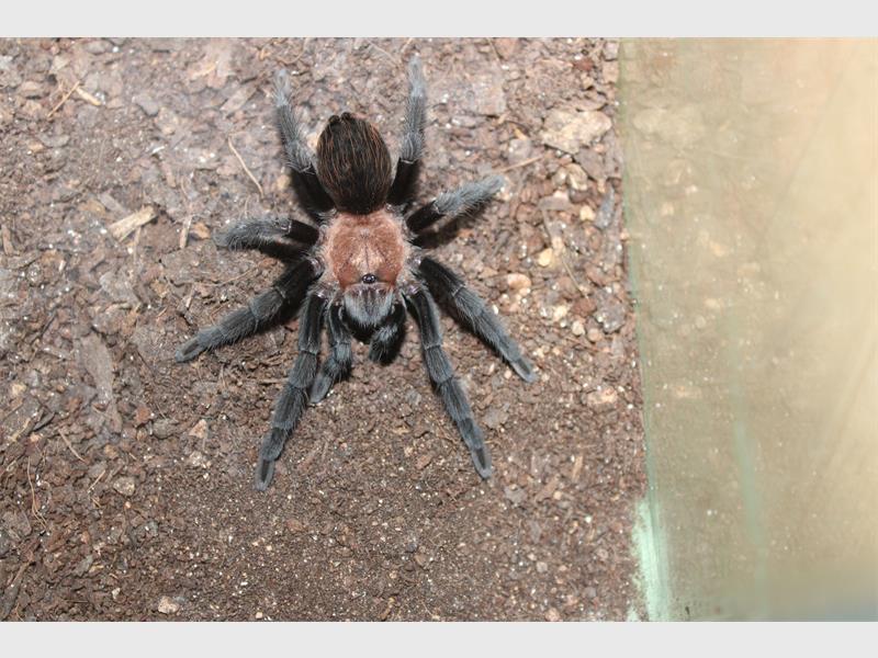 A tarantula in its cage