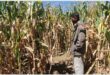 Man in a mealie field