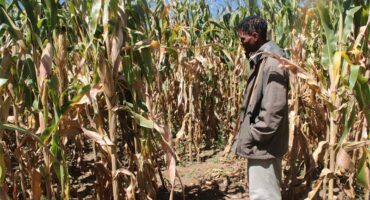 Man in a mealie field