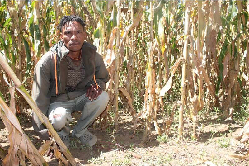 a man crouches in a mielie field