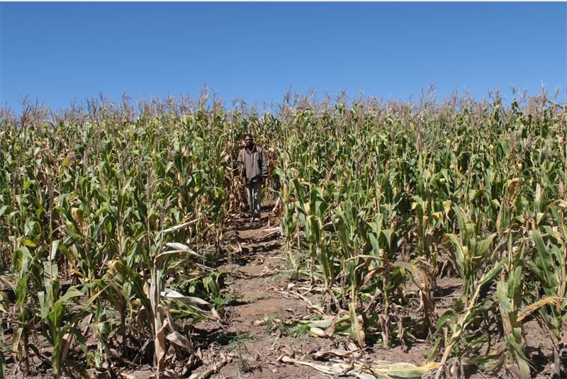 a man walks out of a mealie field