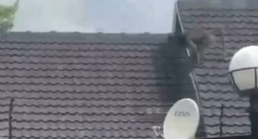 a baboon on a rooftop