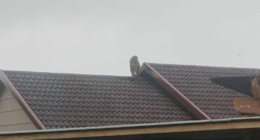 baboon on the roof of a house