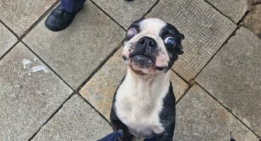 a dog with a blind eye