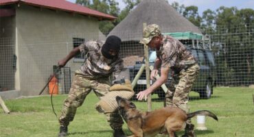 a man in a dog bite suit is agitating a dog while its handler is giving the dog instructions