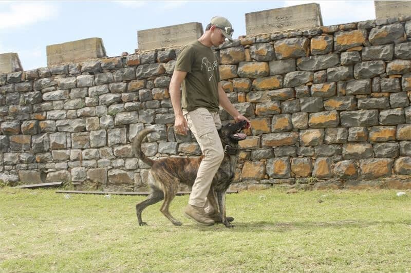 a man in khaki clothes is training a dog
