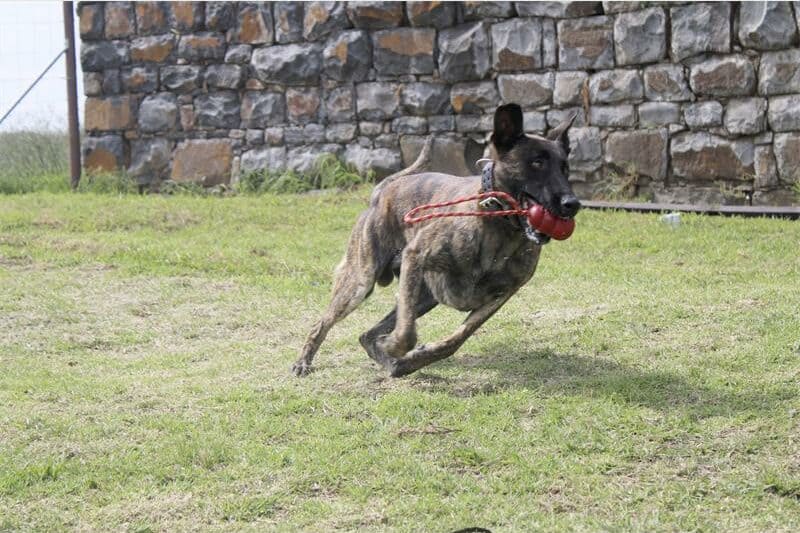 a dog runs with a ball in its mouth