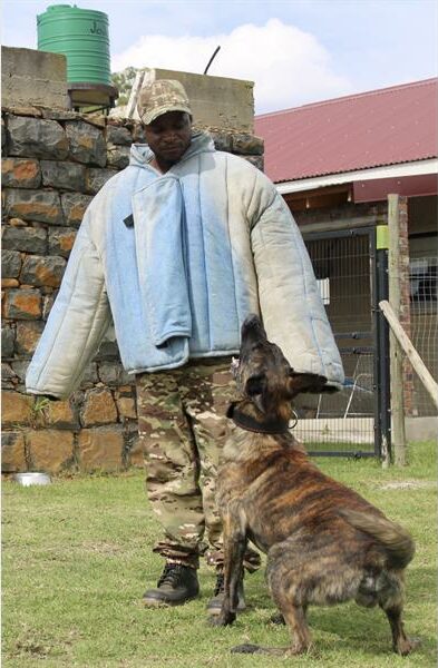 a dog waits for the command to attack a man in a dog bite suit