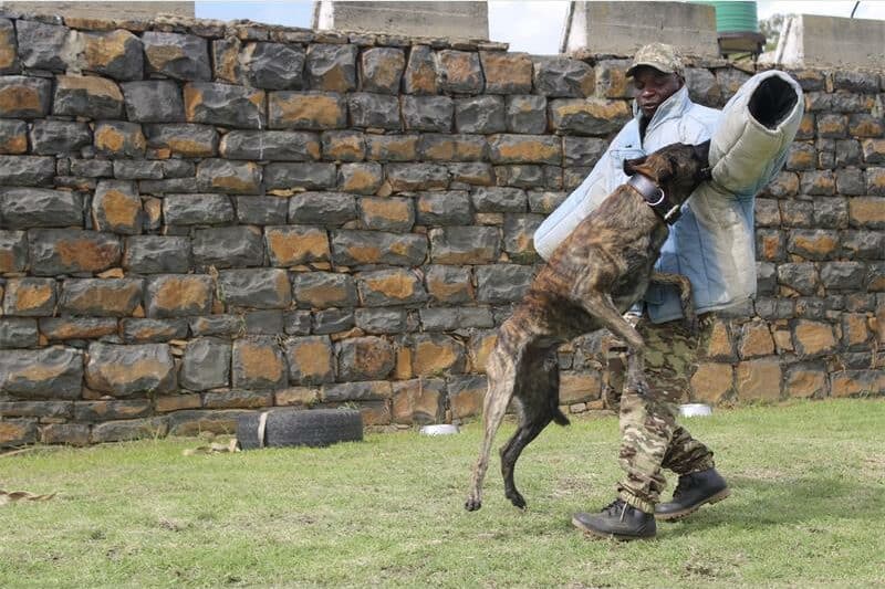 A dog attacks a man in a dog bite suit