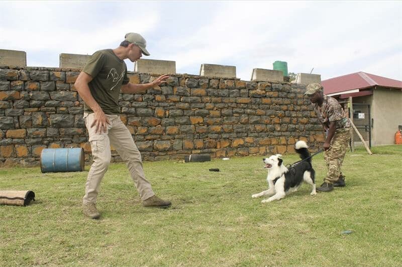A young man is playing with a border collie while a handler keeps the dog's leash