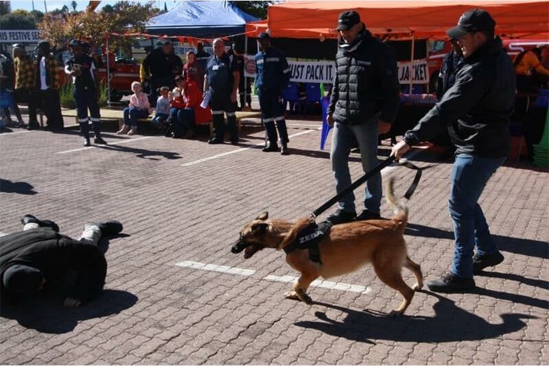 A dog handler and his k9 are giving a demonstration