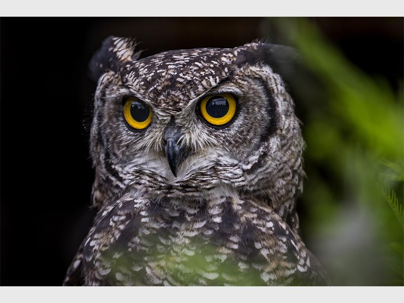 A photo of an owl with its head turned