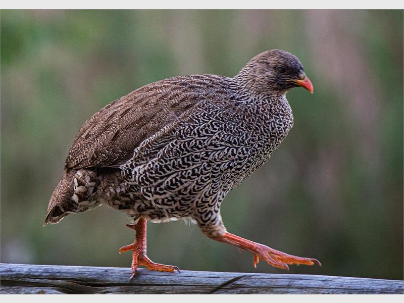 a partridge bird walking carefully
