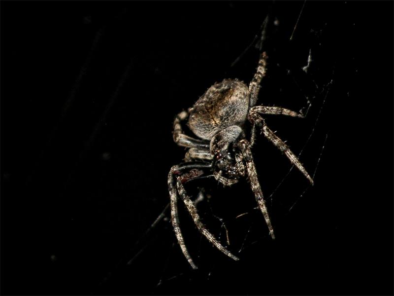 a close up photo of a spider