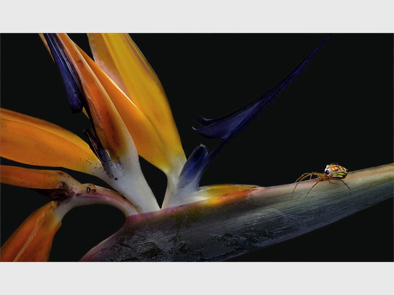 An art photo of a spider on a flower