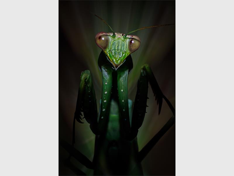 A close up photo of a praying mantis