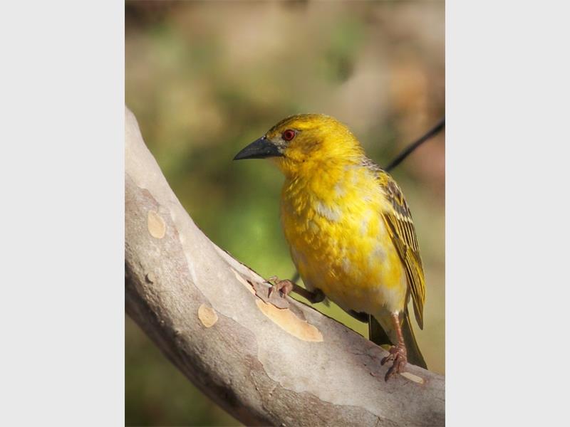 A yellow weaver's finch