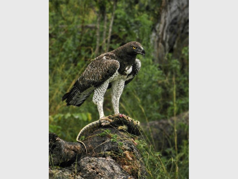 A martial eagle eating a snake