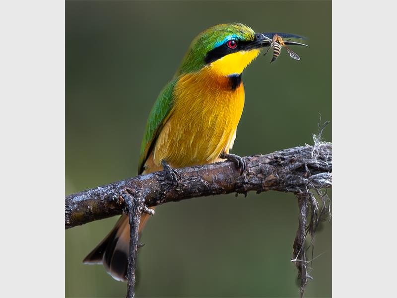 bird with a bee in its mouth