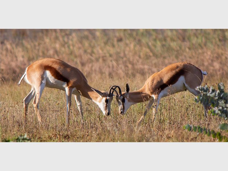 Two impala rams lock horns