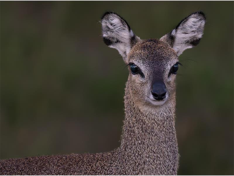 a photo of a small type of antelope