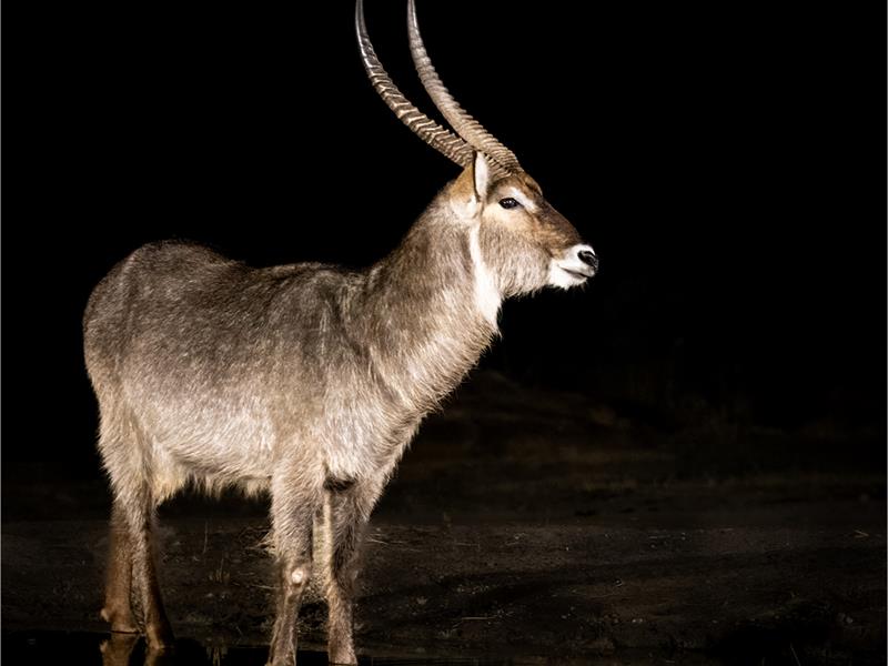 a water buck at night