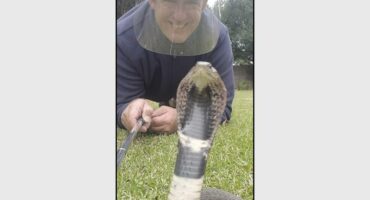 a man looking a at venomous snake