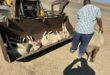 a front loader scoops up the carcasses of dead sheep