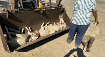 a front loader scoops up the carcasses of dead sheep